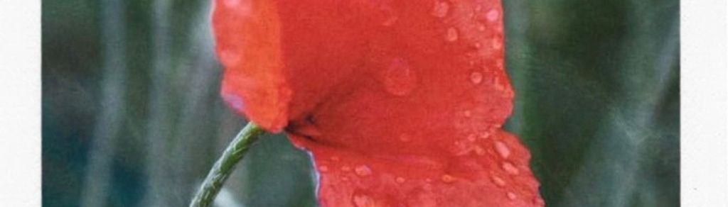 Nicolás Stevens reaparece con&nbsp;“Amapola”