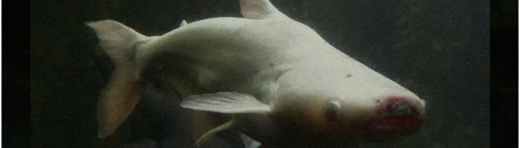 “Vigilia”, lo nuevo del compositor chileno Sebastián&nbsp;Vergara